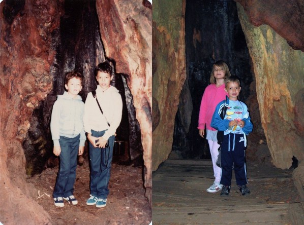 Muir Woods Comparison